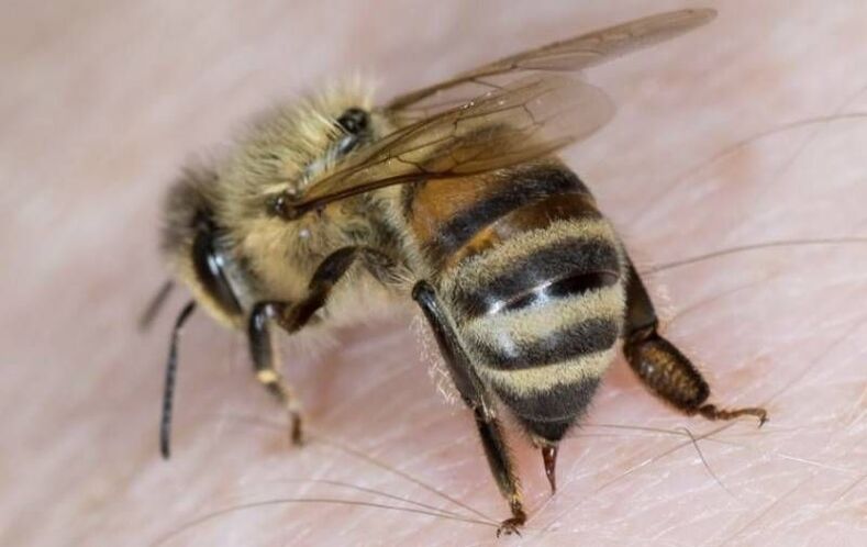 sản phẩm ong để tăng kích thước dương vật